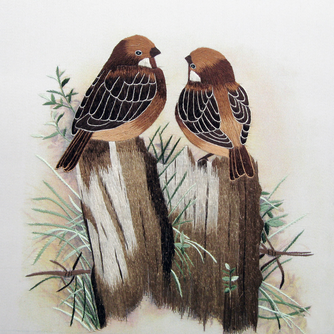 31048 Finch birds