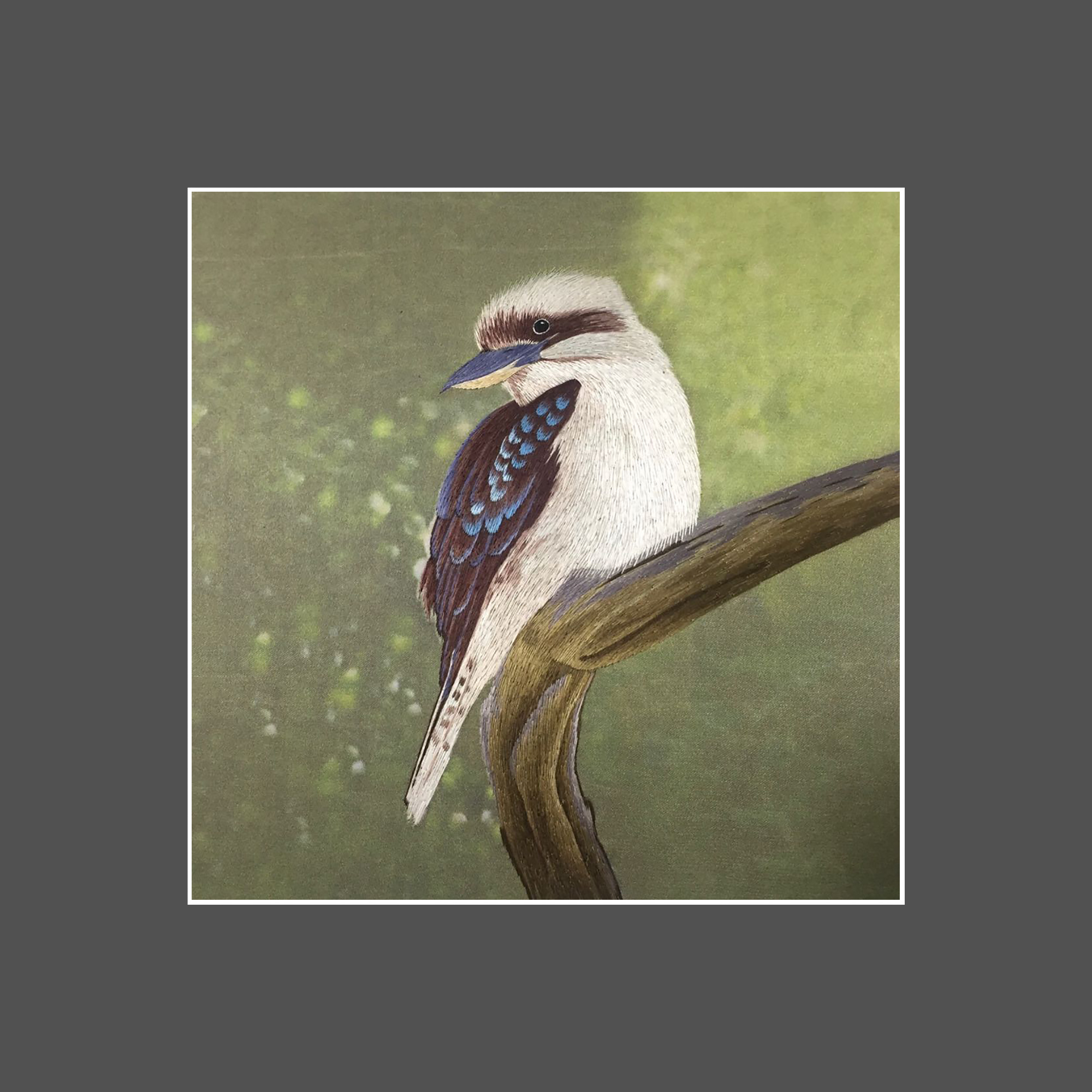 31155 Kookaburra - Image 3