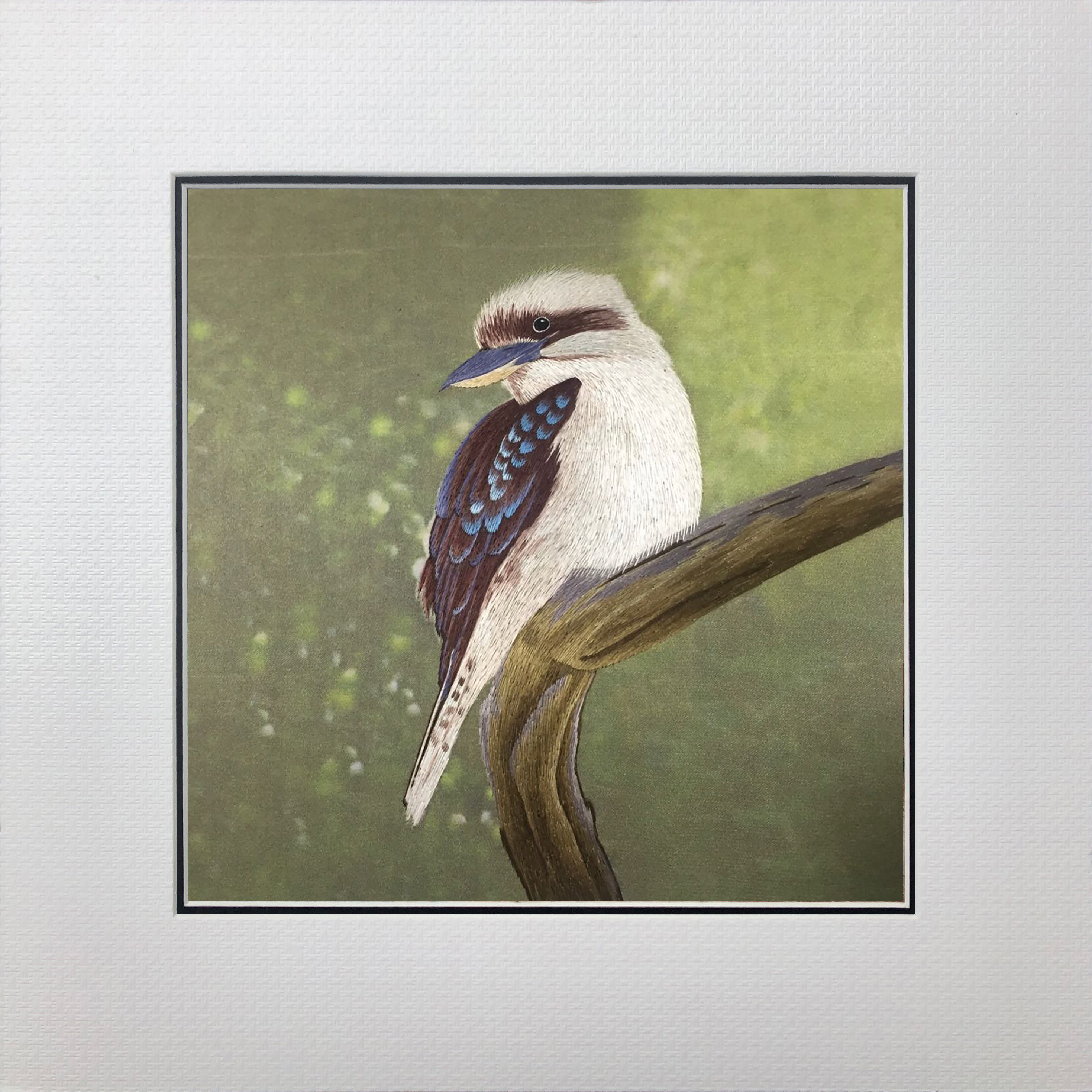 31155 Kookaburra - Image 2