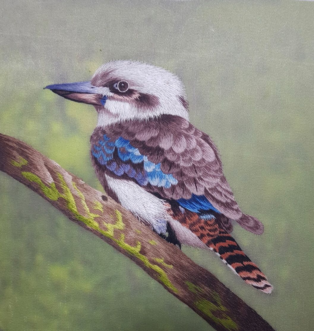 31156 Kookaburra
