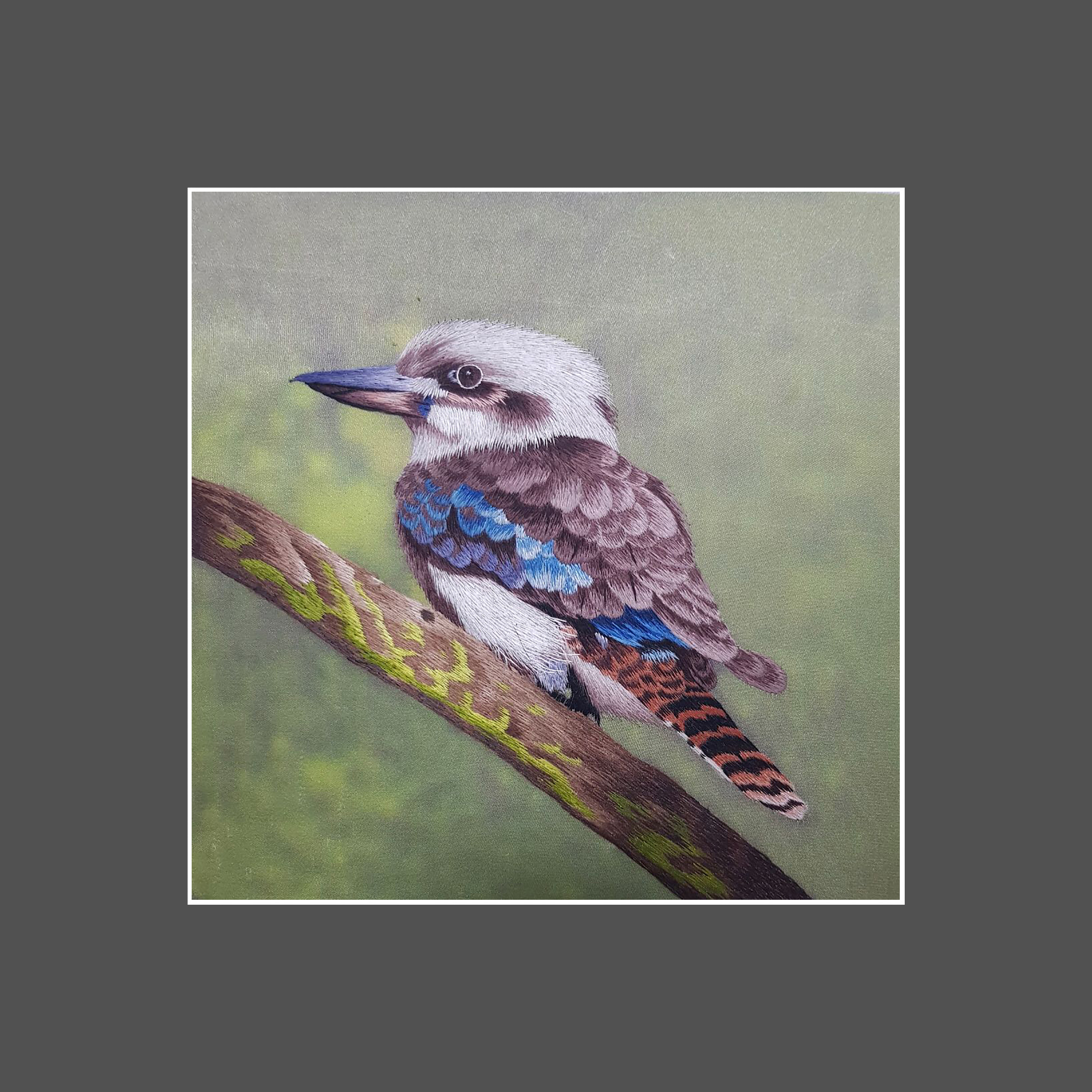 31156 Kookaburra - Image 3