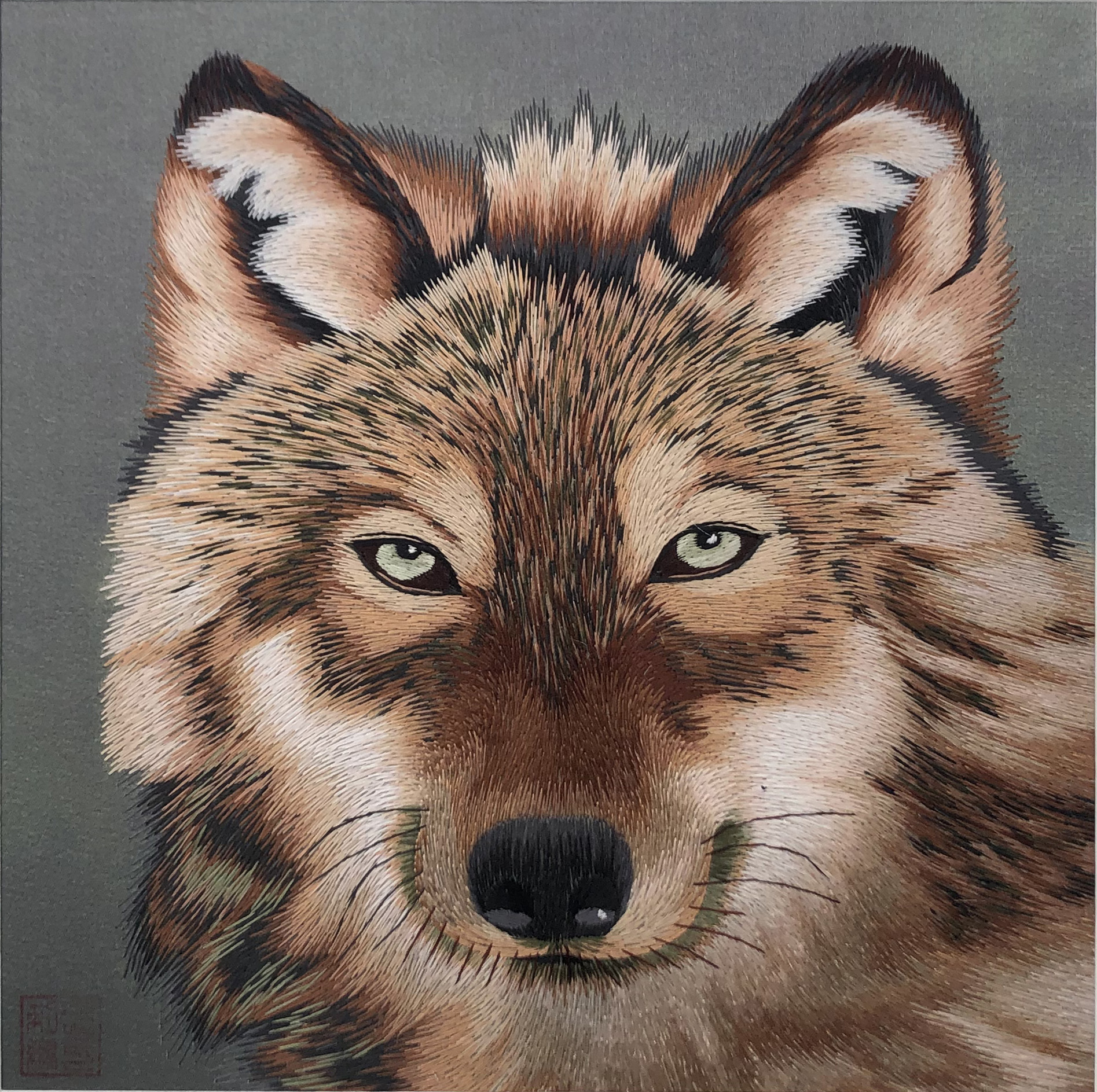 34036 Portrait of wolf