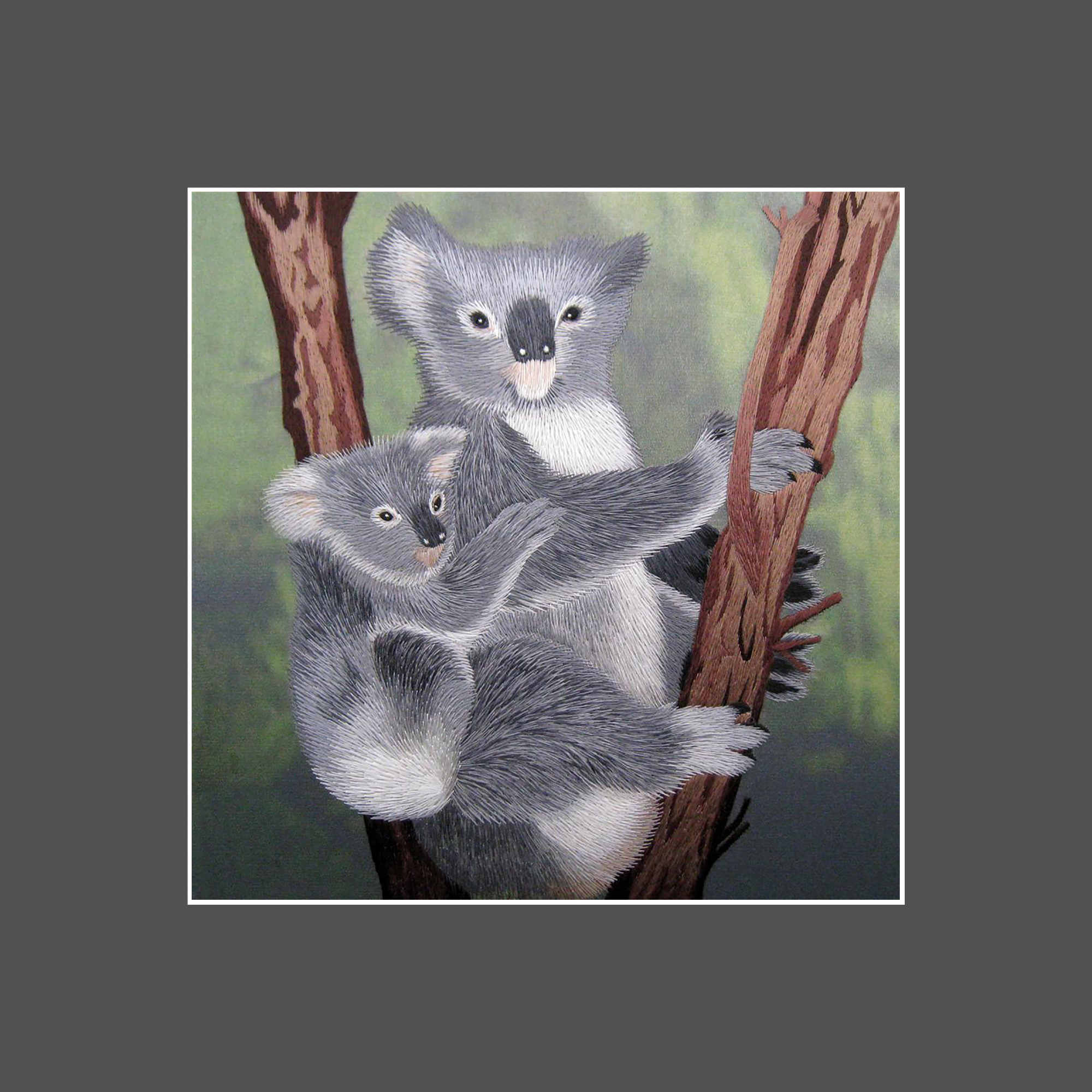 34137 Koala - Image 3