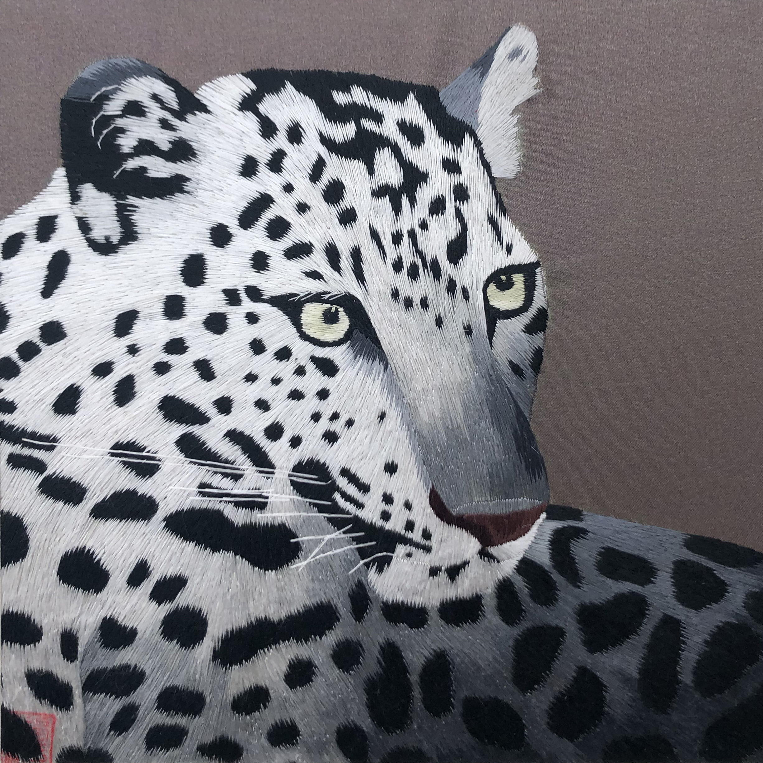 34239 Portrait of leopard