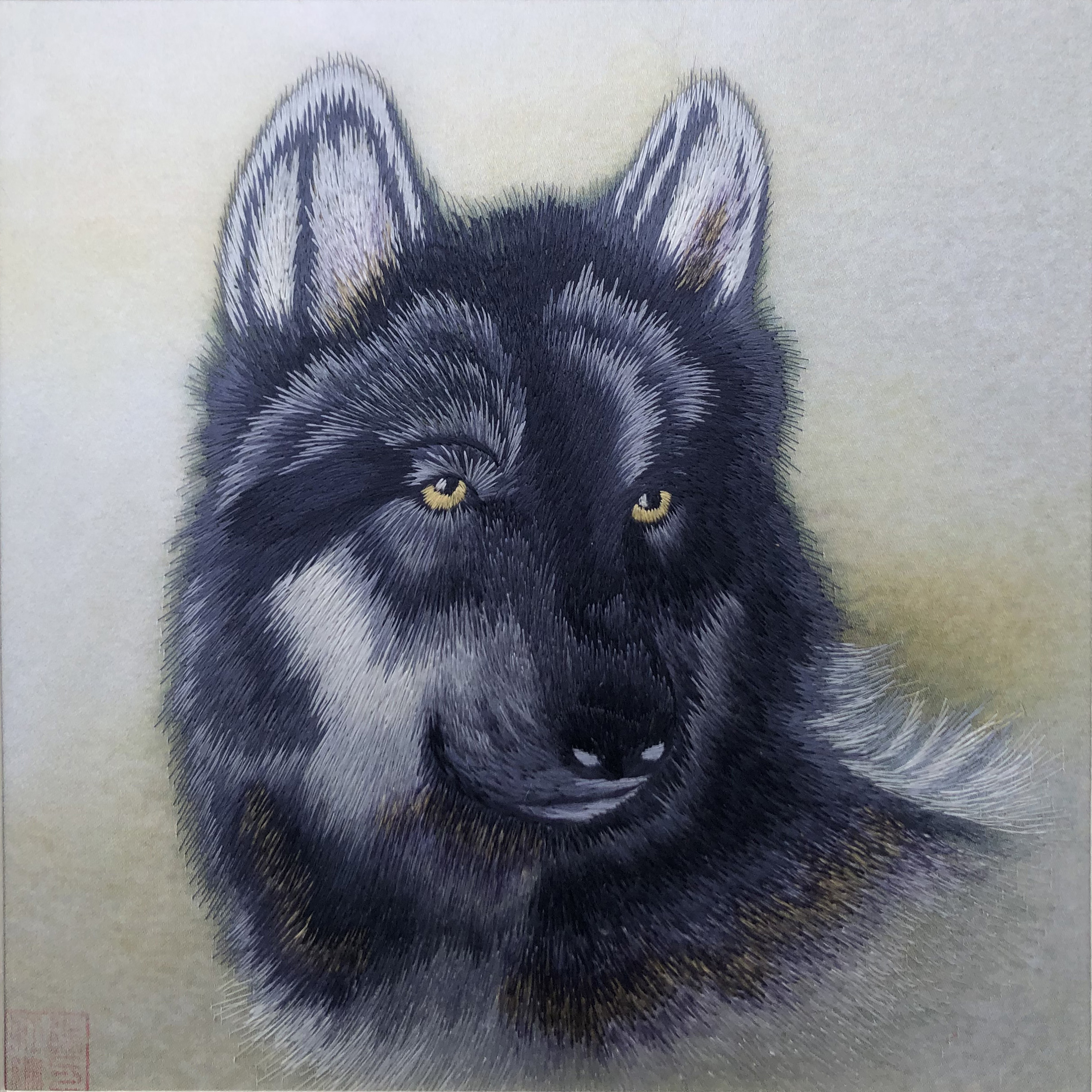 34244 Portrait of black wolf