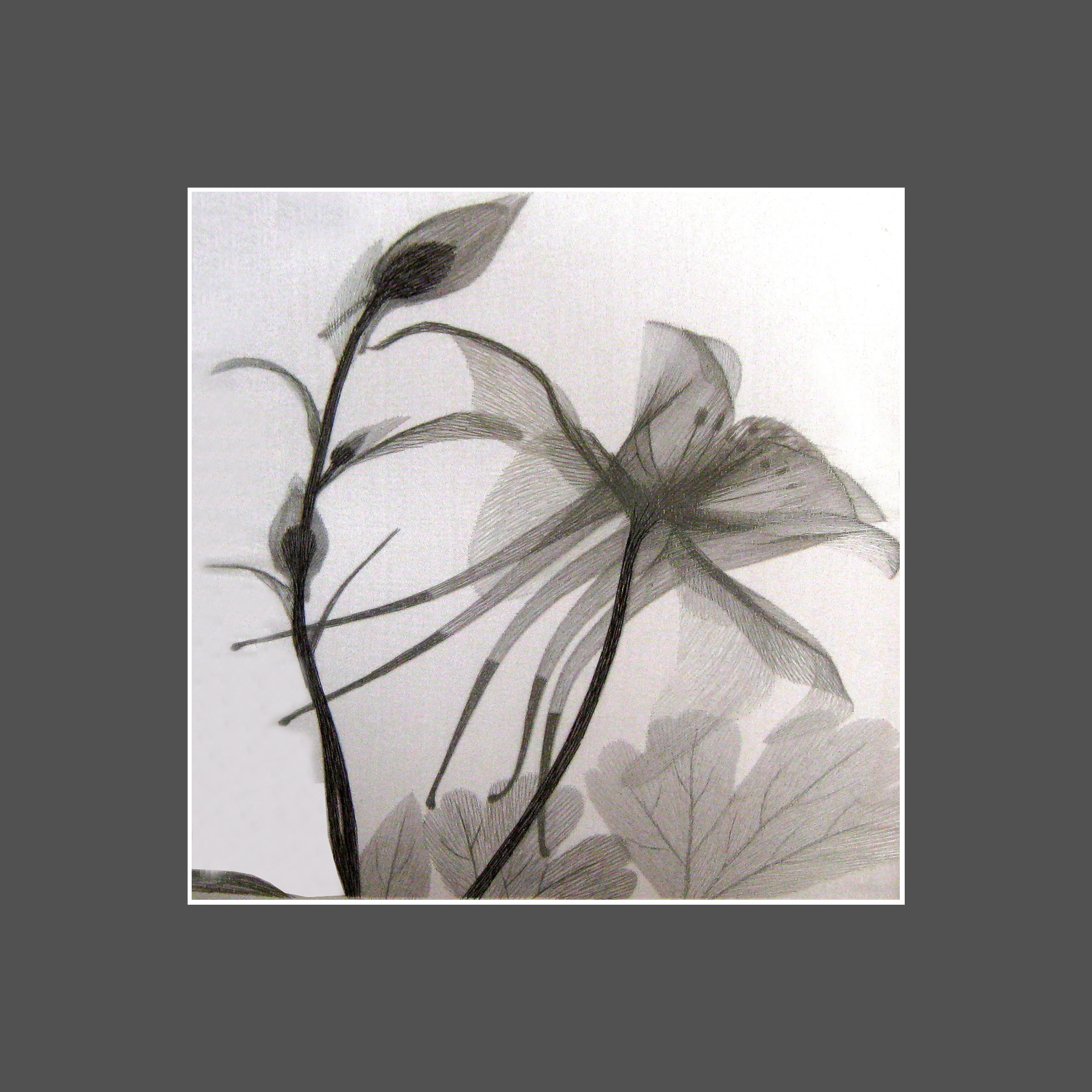 36085 Lily - Image 3
