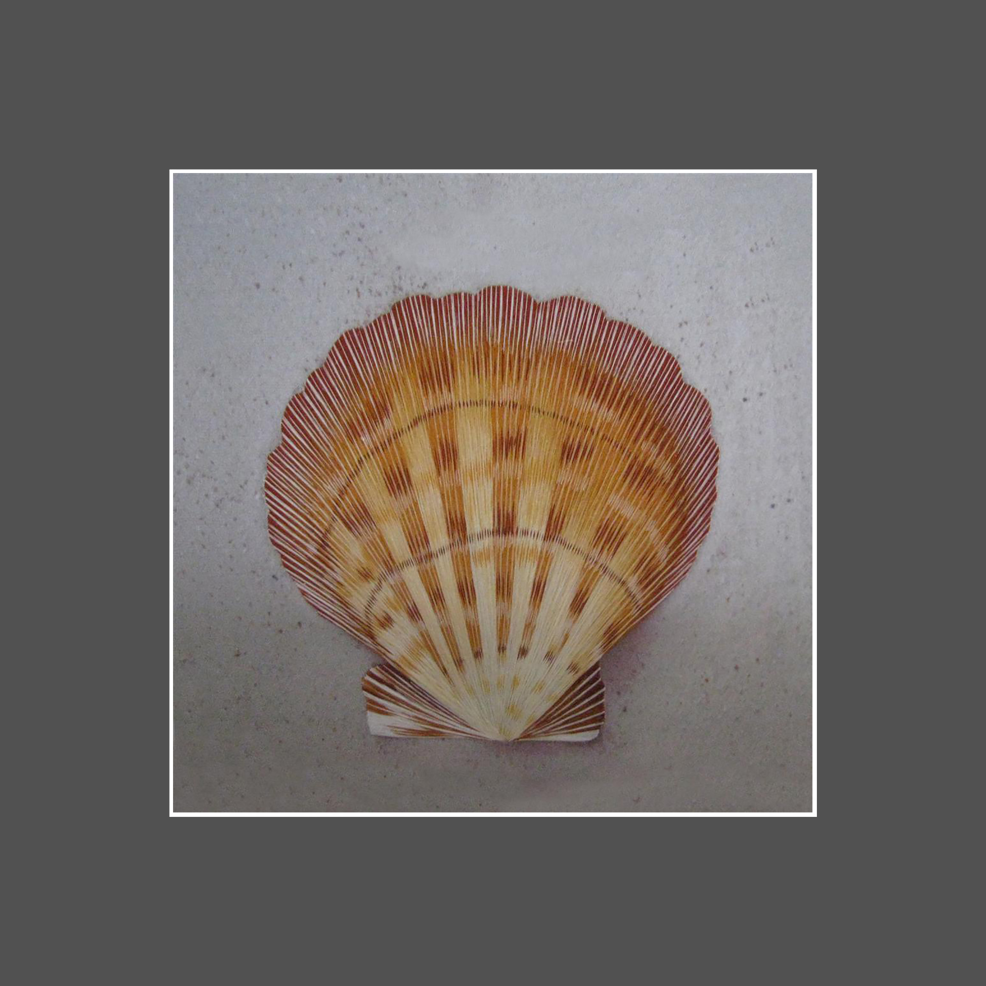 38024 shell - Image 3