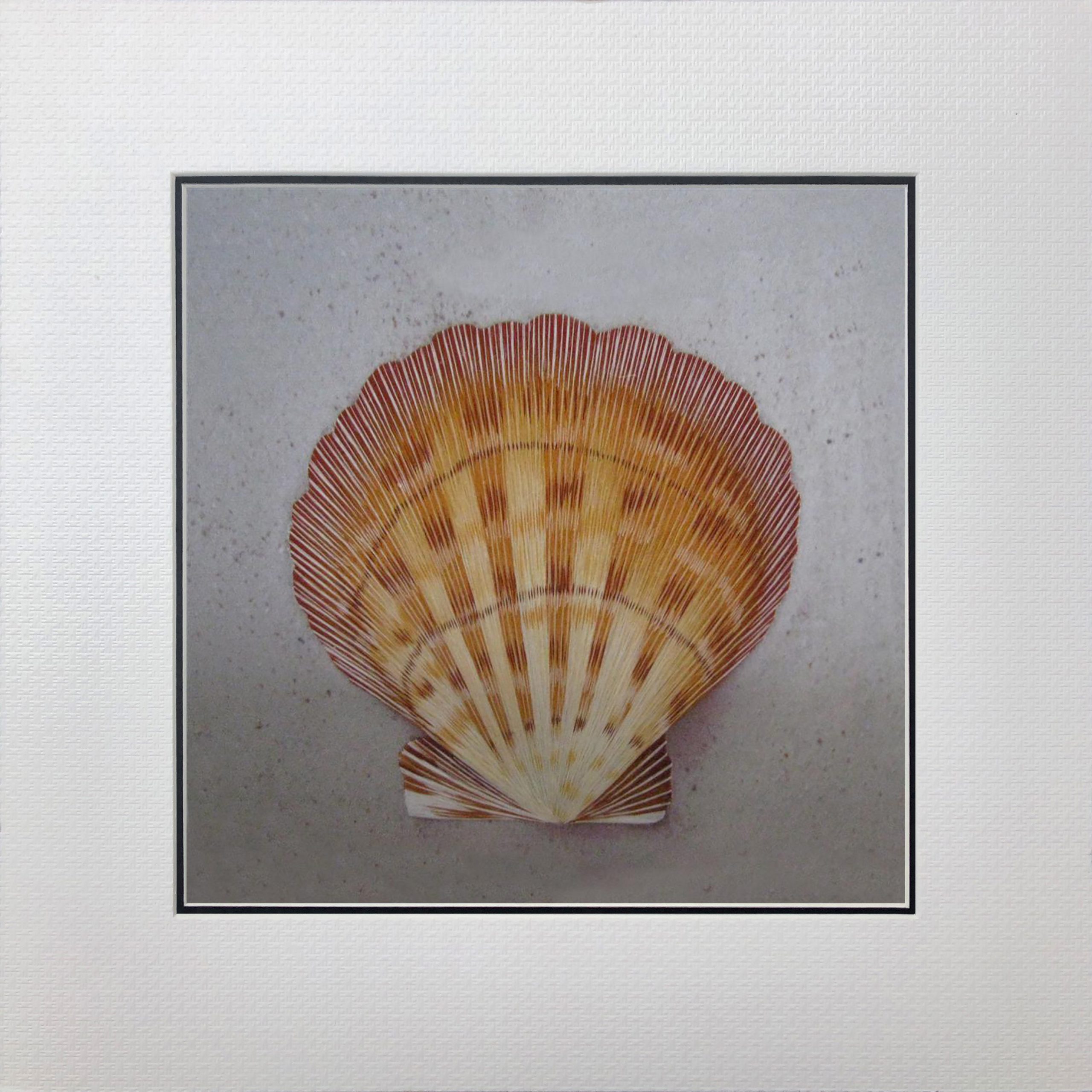 38024 shell - Image 2