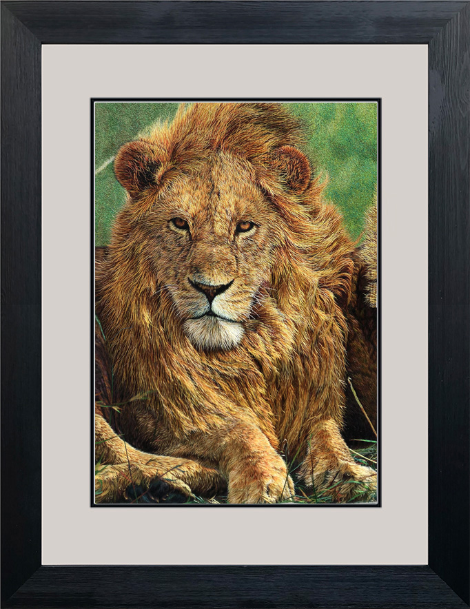 74074 Africa Lion - Image 2