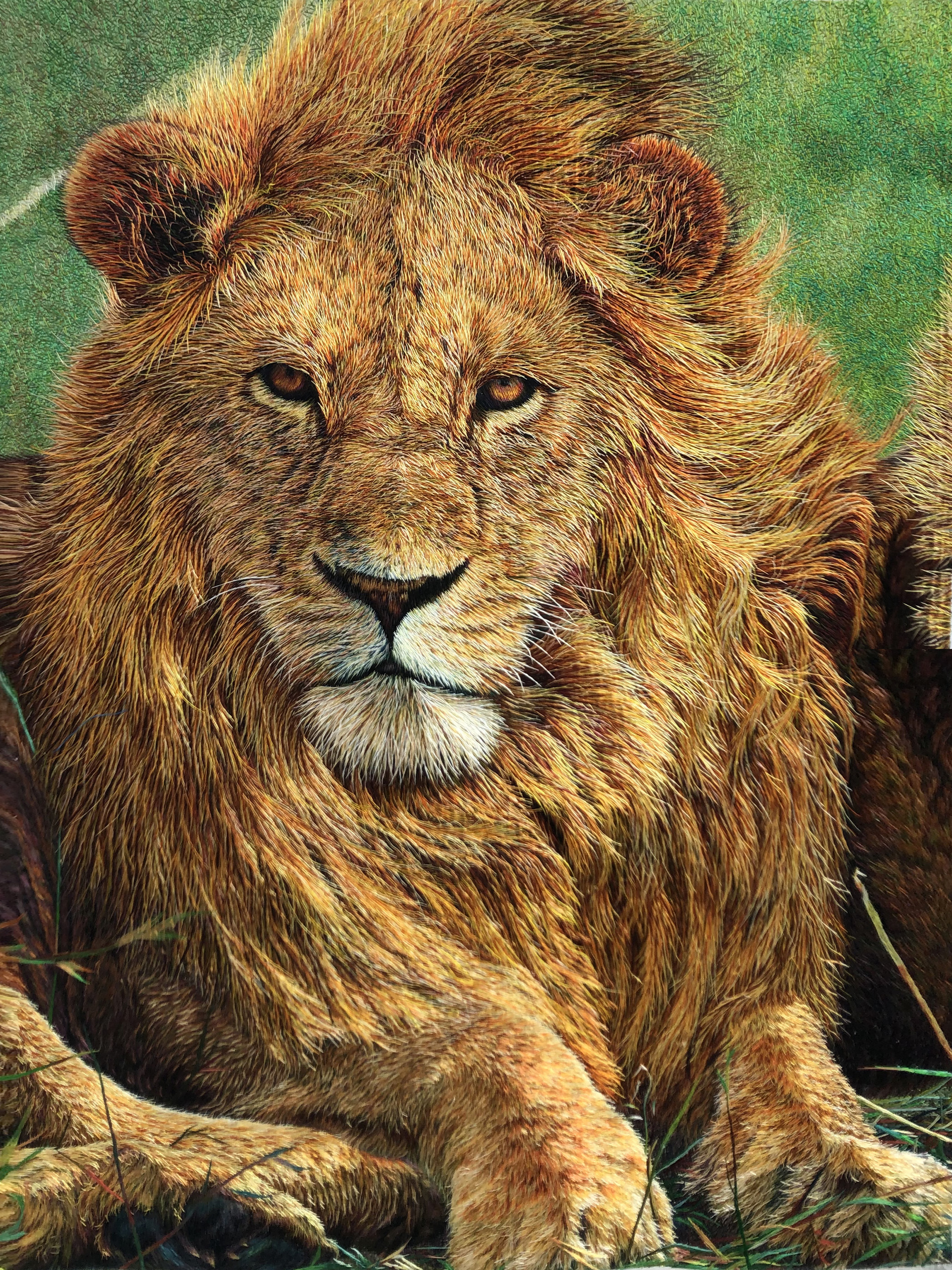 74074 Africa Lion