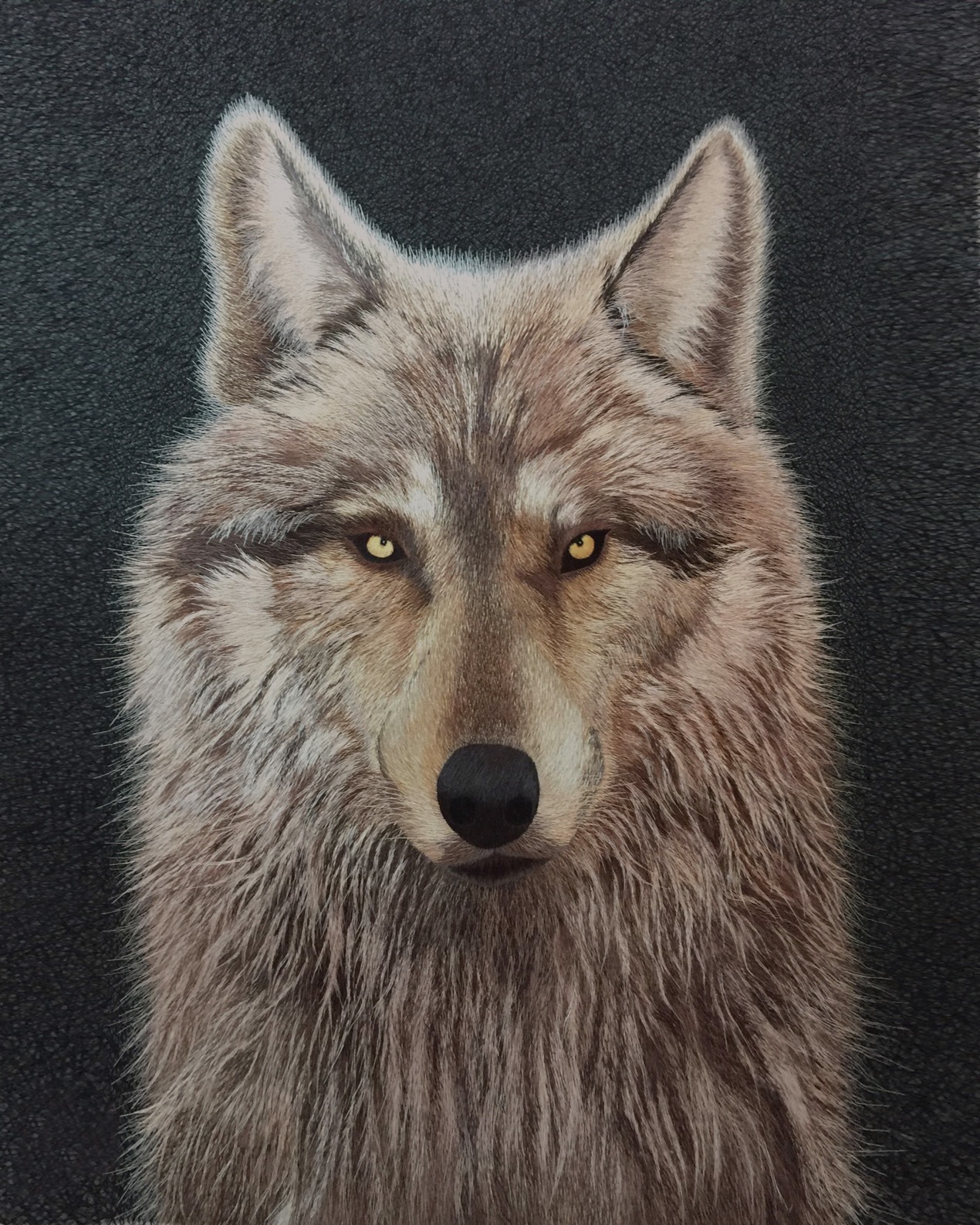 74126 Portrait of Wolf
