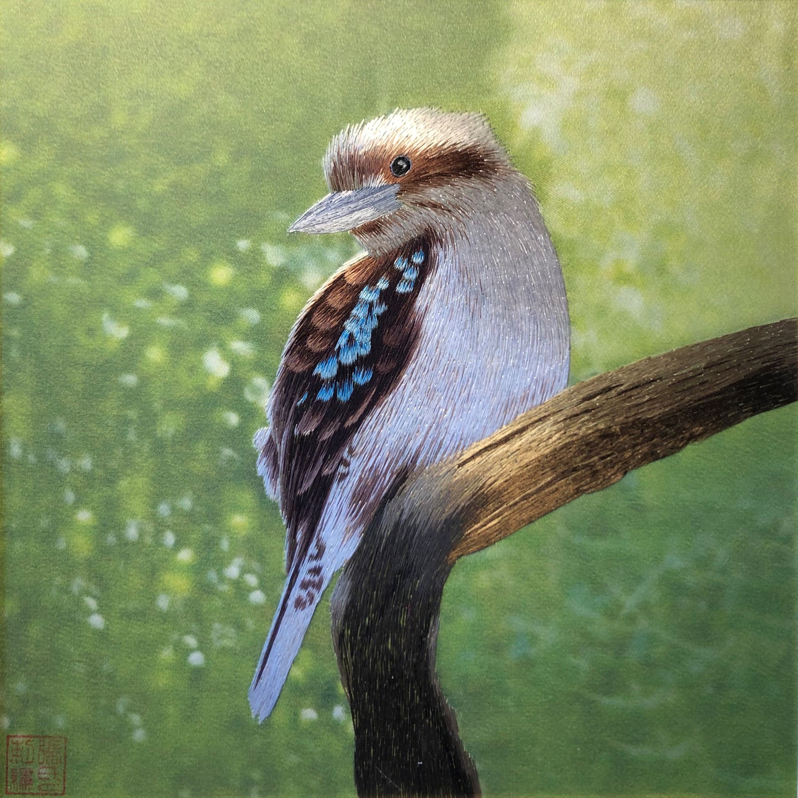 31155 Kookaburra